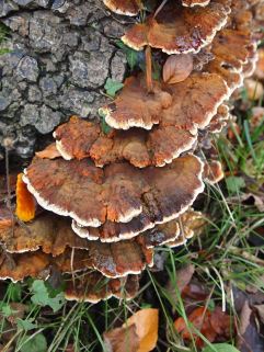 Fungi, Culzean