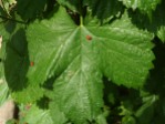Hops with Ladybirds