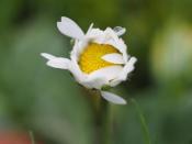 Daisy - still in flower