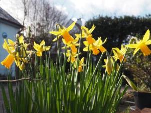 Minnow daffodils