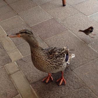 Quack, Quack, quack?