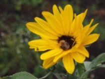 Sleep y bees in Sunflowers