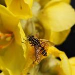 Verbascum with Hoverfly