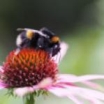 Echinacea Bee