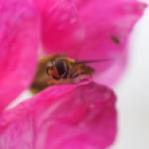 Hoverfly on Sweet pea