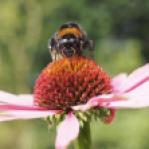 Cone-flower & Bumble Bee