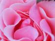 'Tickled Pink' Rose