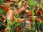Autumn leaves - Beech