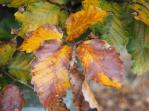 Beech coloured autumn