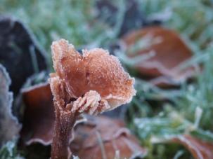 Frosted fungi
